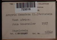 Arcyria denudata image